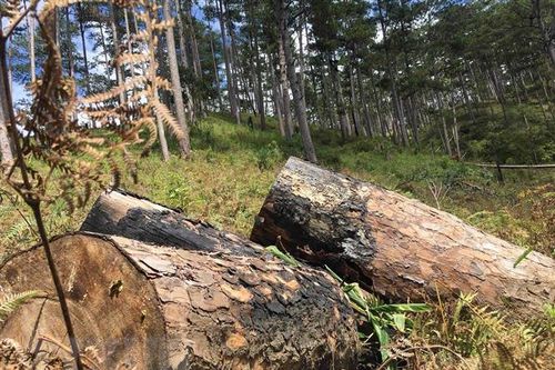 Lâm Đồng: Đình chỉ công tác Chủ tịch xã thiếu trách nhiệm bảo vệ rừng