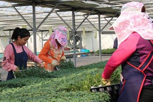 Cẩn trọng với lừa đảo đưa lao động đi làm việc thời vụ tại Hàn Quốc