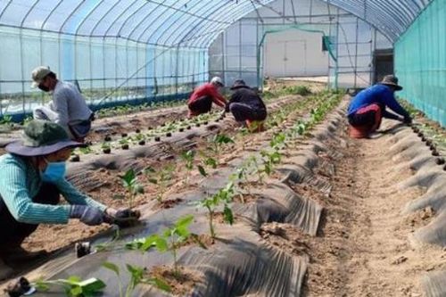 Lại xuất hiện lừa đảo lao động đi làm việc thời vụ tại Hàn Quốc
