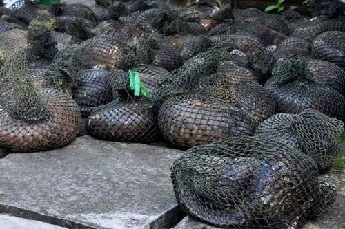 Giá phải trả khi coi vảy tê tê là 'miếng mồi béo bở'