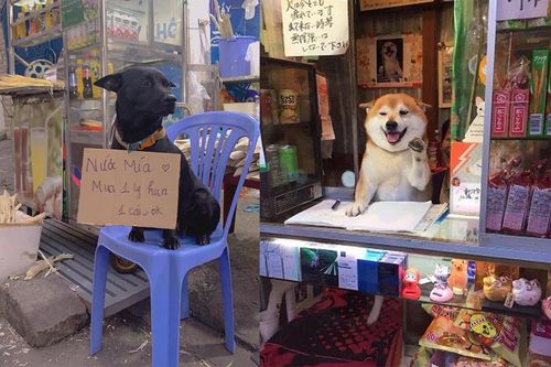 Chó mèo xả thân 'bán mình' để giúp chủ buôn bán, đủ 'thủ đoạn' dụ dỗ khách