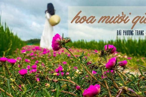 Nhạc sĩ Đài Phương Trang hé lộ bí mật về ca khúc 'Hoa mười giờ'