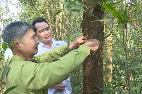 Tìm giải pháp tiêu thụ gỗ rừng trồng FSC ở Bắc Kạn