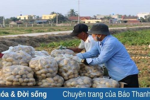 Rộn ràng thu hoạch khoai tây trên cánh đồng màu xã Hoằng Lưu