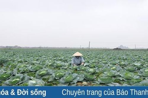 Đảm bảo nguồn cung rau, củ, quả trong thời điểm dịch COVID-19