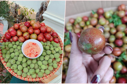 Mận đầu mùa đắt đỏ, giá vài trăm nghìn đồng/kg vẫn được vét sạch