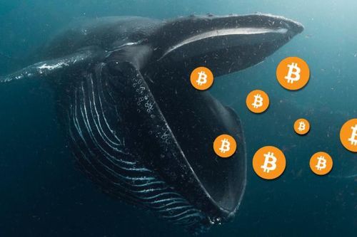 'Cá voi' bắt đáy, Bitcoin chuẩn bị tăng mạnh?