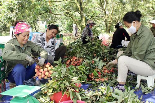 Tín dụng chính sách xã hội, trụ cột phát triển kinh tế địa phương