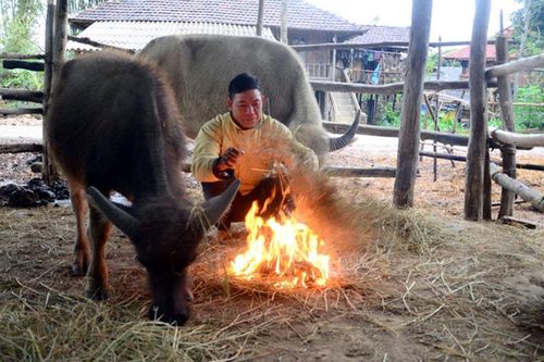 Hơn 7.800 gia súc chết do rét đậm, rét hại