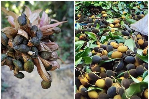 2 loại quả vài năm mới có 1 lần giúp người dân 'hốt bạc'