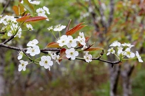 Púng Luông rộn ràng trong sắc trắng hoa lê