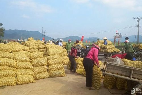 Nông dân Thanh Chương hối hả thu hoạch vụ khoai tây trắng đầu tiên