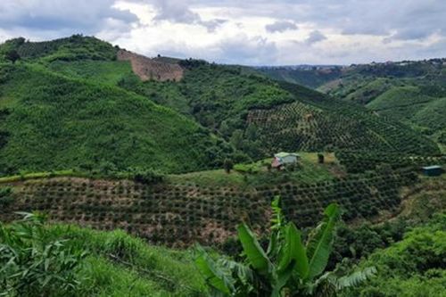 Viện Khoa học Lâm nghiệp Nam Trung Bộ và Tây Nguyên để mất hơn 2.000 ha rừng