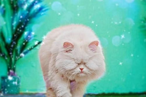 Không có mắt, chú mèo vẫn trở thành ngôi sao mạng xã hội