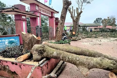 Loạt cây cổ thụ trong trường học bị đốn hạ