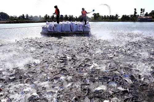 Cá tra sốt giá và những hệ lụy tiềm ẩn