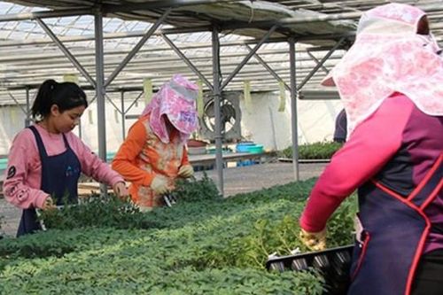 Cẩn trọng trước thông tin đi làm thời vụ tại Hàn Quốc