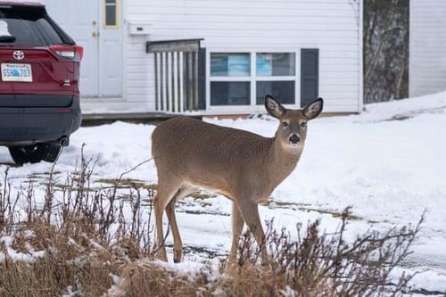 Phát hiện trường hợp hươu lây COVID-19 cho người đầu tiên tại Canada