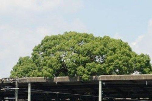 Bí ẩn cây đại thụ 700 tuổi giữa ga tàu cứ bị chặt lại có người đổ bệnh