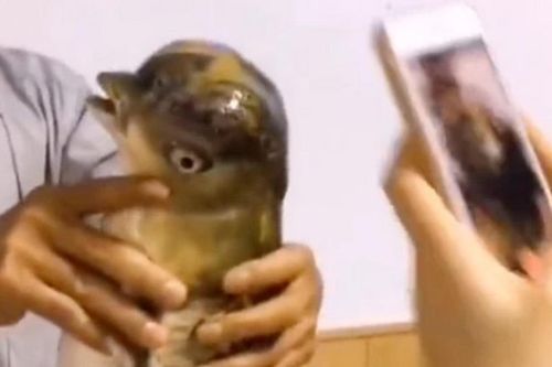 Con cá chép với phần đầu giống như loài chim khiến dân tình xôn xao bàn tán