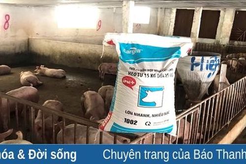 Giá thức ăn chăn nuôi tăng cao, nông dân gặp khó