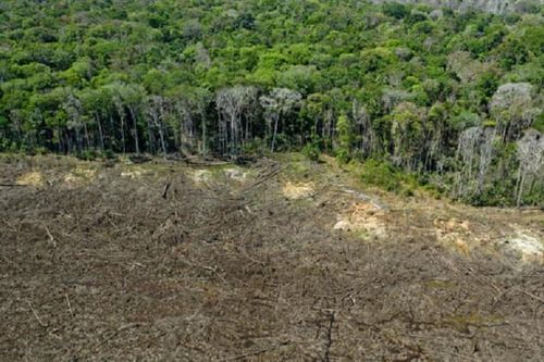 Phát thải khí CO2 từ phá rừng tăng gấp đôi chỉ trong 2 thập kỷ