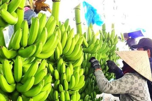 Hơn 1.600 doanh nghiệp được cấp mã sản phẩm xuất khẩu sang Trung Quốc