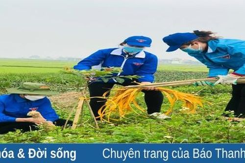 Thêm 1.200 cây xanh được trồng ở Thiệu Hóa