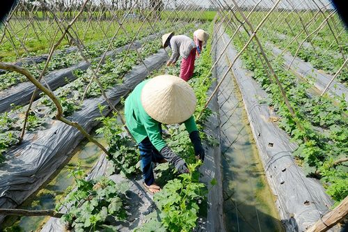 Sản xuất nông nghiệp khởi sắc