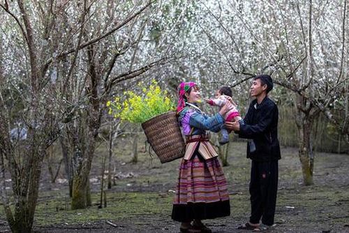 Tả Van Chư – Lặng người ngắm nhìn mùa hoa mận nở trắng một rẻo vùng cao