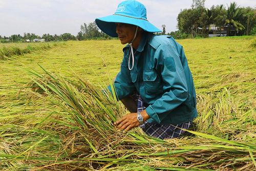 Lúa đông xuân đầu vụ, nông dân Hậu Giang chịu 'thiệt kép'