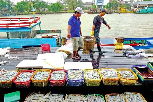 Cà Mau: Ngư dân ven biển Tây trúng mùa mực mé
