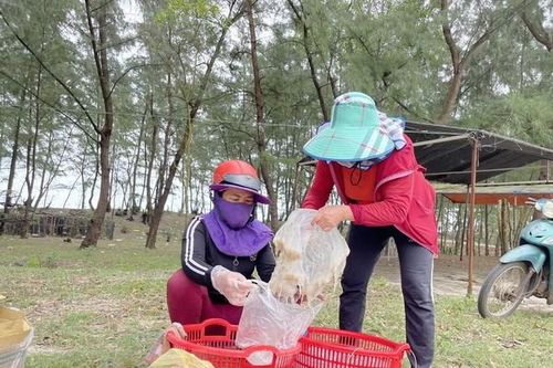 Người dân vùng biển tỉnh Quảng Trị liên tục được mùa sứa