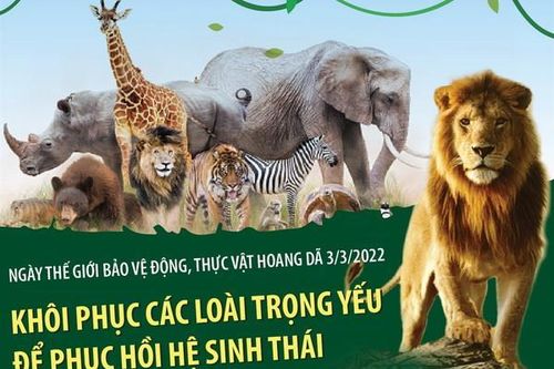 Khôi phục các loài trọng yếu để phục hồi hệ sinh thái