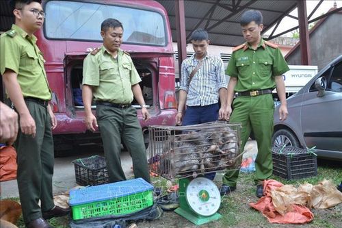 Nâng cao hiệu quả xử lý tội phạm về động vật hoang dã