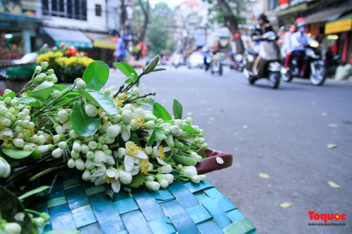 Hà Nội mùa hoa bưởi tỏa hương khắp các ngõ phố