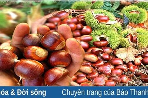 Thương nhớ dẻ gai