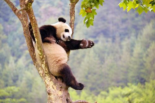 Tội phạm về động vật hoang dã: Cần nhiều bản án nghiêm khắc hơn