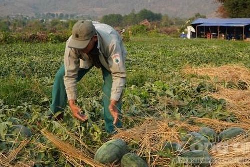 Giá dưa hấu chỉ 1.500 - 2.000 đồng/kg, người trồng lỗ nặng