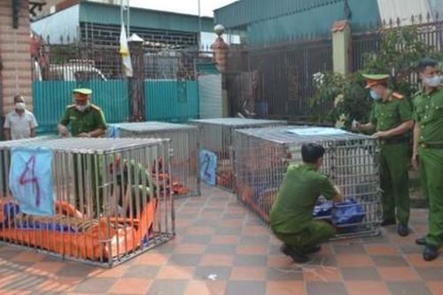 Người đàn ông nuôi nhốt 14 con hổ trong hầm nhà bị phạt 7 năm tù