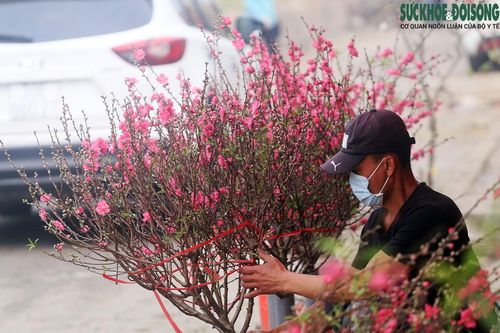 Chuyện lạ: Hoa đào, mai trắng vẫn nở rộ, bày bán đầu tháng 3 ở Hà Nội