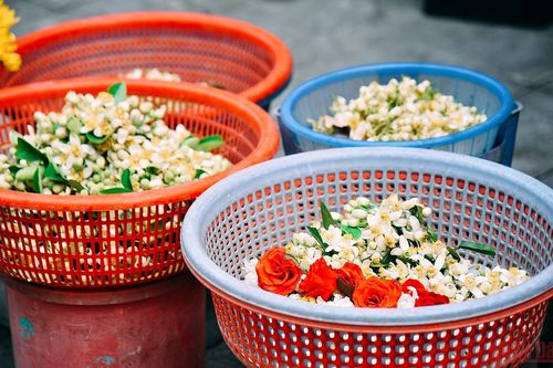Hương bưởi xuống phố Hà thành