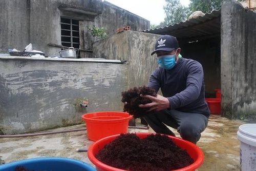 Hái rong biển trên ghềnh đá kiếm tiền triệu