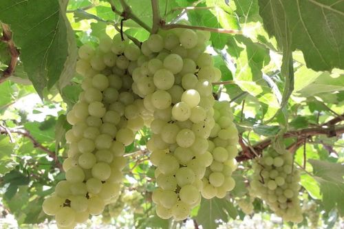 Ninh Thuận: Thử nghiệm thành công 2 giống nho không hạt chất lượng cao
