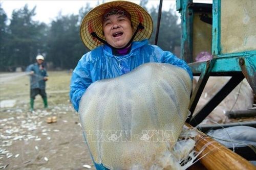 Khai thác sứa biển mang lại thu nhập khá cho ngư dân