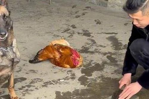 Chủ nhân mài dao mổ gà ngoài sân, biểu cảm của chó cưng khiến chủ không nhịn nổi cười