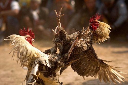 Cảnh sát vây bắt sới gà ở Bến Tre