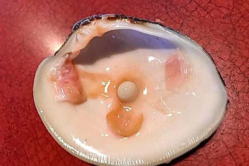 Suýt gãy răng vì ăn khai vị, cặp vợ chồng vớ bẫm kho báu