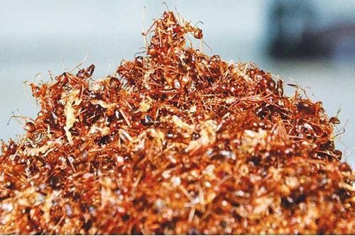 Món ăn dân dã với cả ổ kiến vàng khiến dân mạng xôn xao