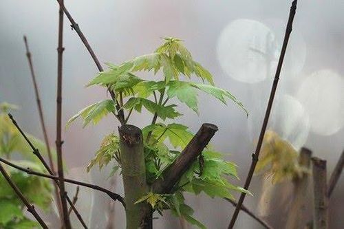 Nồm ẩm, mưa phùn ở miền Bắc kéo dài đến bao giờ?